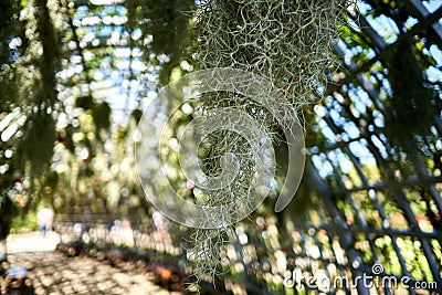 Macro shot of the Tillandsia hanging from an arched tunnel Stock Photo