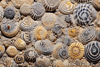 macro shot of tiny invertebrate fossils in sediment rock Stock Photo