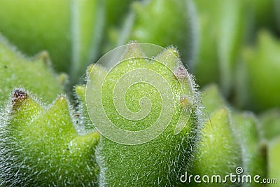 Macro shot of a tiny plant called Bear Feet Stock Photo