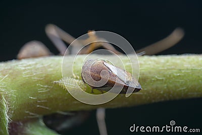 Macro shot of tiny planthopper on the wild weed branch Stock Photo