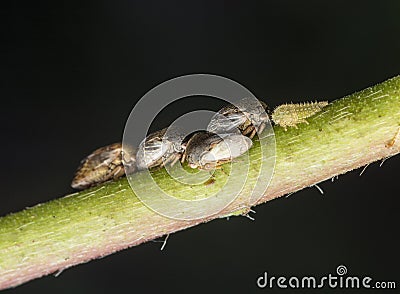 Macro shot of tiny planthopper on the wild weed branch Stock Photo