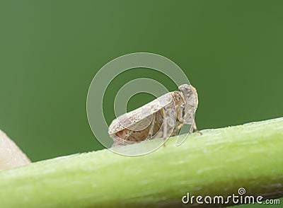 Macro shot of tiny planthopper on the wild weed branch Stock Photo