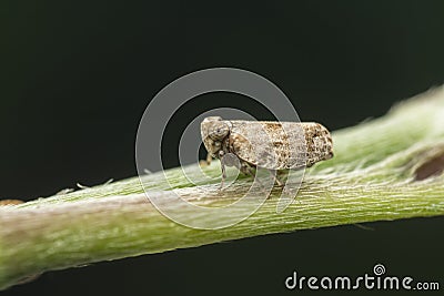 Macro shot of tiny planthopper on the wild weed branch Stock Photo