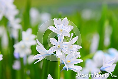 Macro shot of tiny white flowers Stock Photo