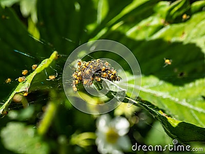 Macro shot of Tiny yellow spiderlings of European garden spider, diadem spider, orangie, cross spider or crowned orb weaver Stock Photo