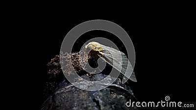 Macro shot of a tropical tiger moth (Asota caricae) on a dark background Stock Photo