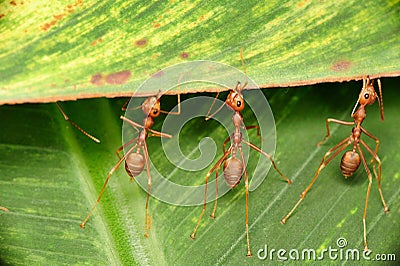 Macro shot of weaver ants pulling a green leaf Stock Photo