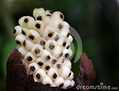 Macro shot of a white pistil with dots of a flower against a blurred background Stock Photo