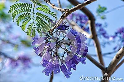 Macro Shot of Wisteria Flower Buds Stock Photo