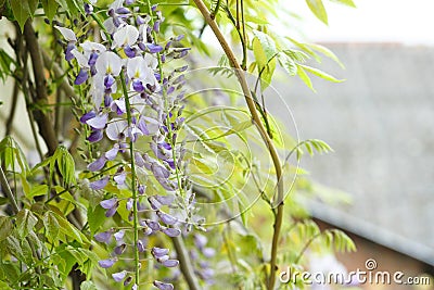 This macro shot of Wisteria in full bloom Stock Photo