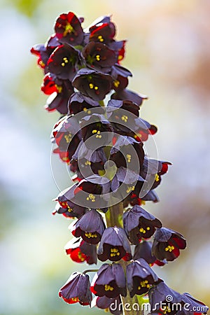 Macro Shot of Wisteria in Keukenhof National Park Stock Photo