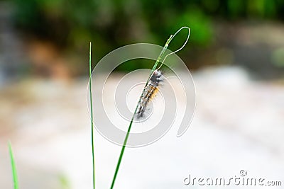 Macro Shot Of worm On A grass beautiful Stock Photo