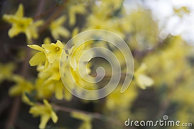 A macro shot of the yellow blooms of a forsythia bush Stock Photo