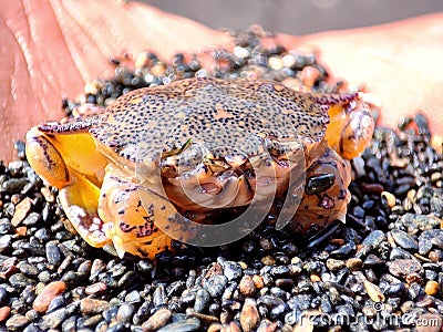 Macro shot of a yellow crab on tiny stones Stock Photo