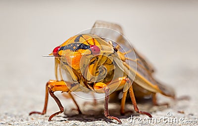 Macro shot of a yellow monday cicada Stock Photo