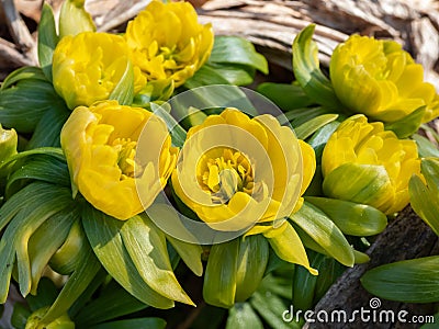 Macro shot of yellow winter aconite Eranthis hyemalis `Flore Pleno`, a variation with fully double yellow flowers, emerging fr Stock Photo