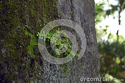 Macro shot of a young moss Stock Photo