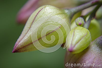 Macro shots a group of flower buds Stock Photo