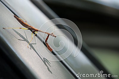 Praying Mantis Closeup on Side of Car Stock Photo