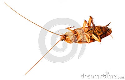 Macro single cockroach dirty animal supine dead. long insect antennae on fauna head. disgust and disease unhygiene leg isolated on Stock Photo
