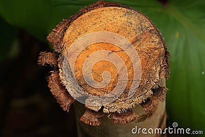 Macro single cut tree trunk - nature brown color - close-up surface of wood trunk - nature backdrops in park garden Stock Photo