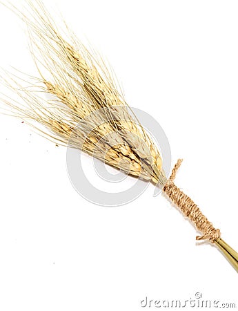 Macro Single gold Ears of wheat on white background Stock Photo