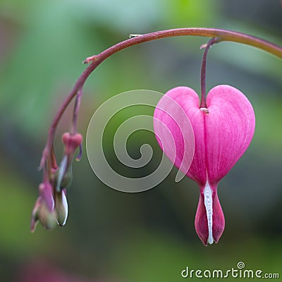 Macro of a single hanging blossom called a bleeding heart Stock Photo