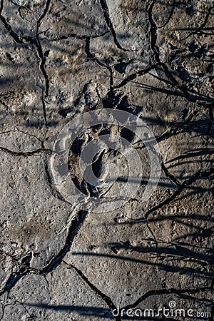 A macro of a single, perfect dog print in dried mud on the ground in bright sunlight in the shade Stock Photo