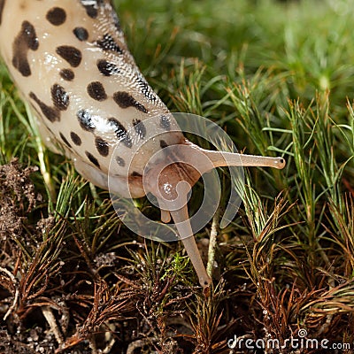 Macro of slug head Stock Photo