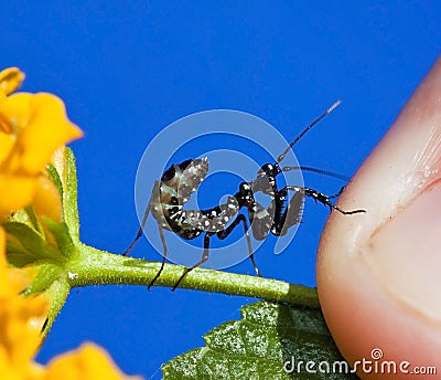 Macro Small black praying mantis on yellow flower Stock Photo