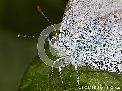 Macro of Small Blue Butterfly (Cupido minimus) Stock Photo