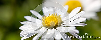 Macro of a small daisy flower in green grass background Stock Photo