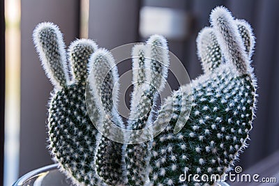 Macro Small Fuzzy Cactus Decoration Stock Photo