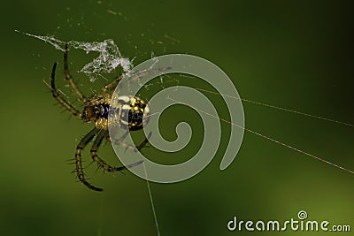 Macro of a small young Caucasian Araneus spider in green bush Stock Photo