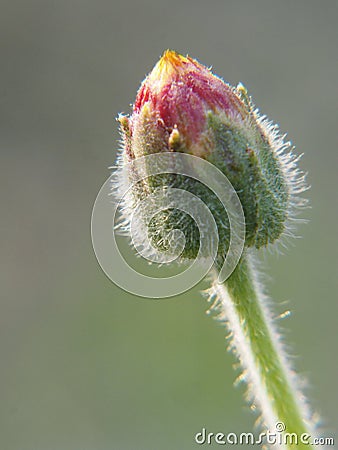 Macro small red flower bud with young thorns Stock Photo