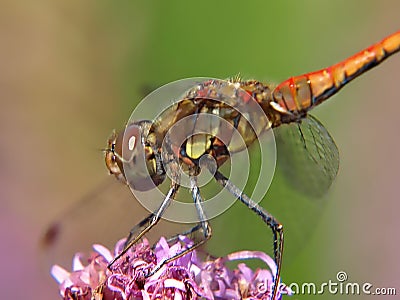 Macro of a smiling heath dragonfly sitting on a flower Stock Photo