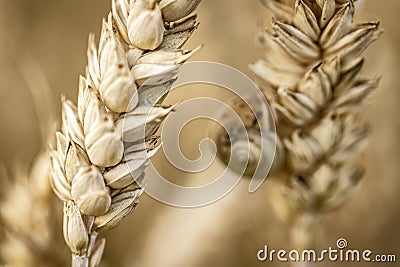 Macro of Snail on Country Field Spike Stock Photo