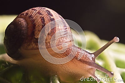 macro snail Stock Photo