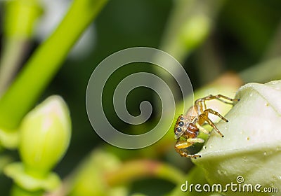 Macro spider on the flower Stock Photo