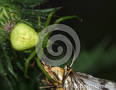 Macro spider - man luesha dinner I want to embrace your spiders and moths Stock Photo