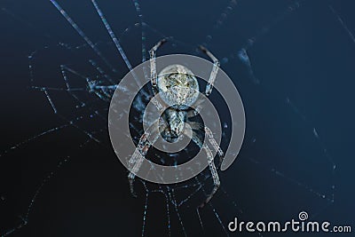 Macro of spider with net in hd quality Stock Photo