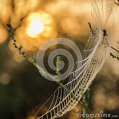 Macro spider net Stock Photo