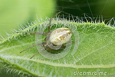 macro spider on plant leaf Stock Photo