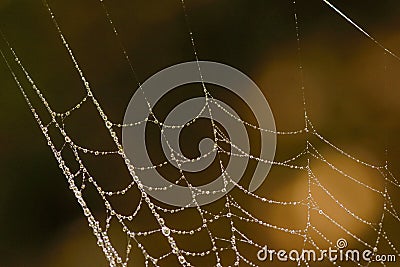 Macro Spider web with dew drops Stock Photo