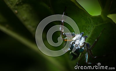 Macro spider on plant leaf Stock Photo