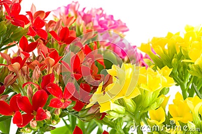 Macro spring beautiful flowers. Stock Photo
