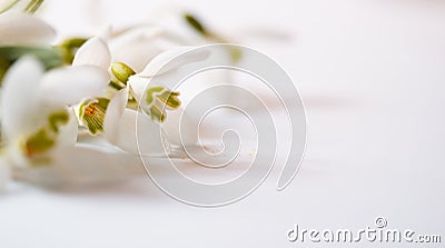 Macro Spring flower - snowdrops Gallanthus isolated on white background Stock Photo
