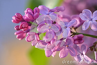 Macro of spring lilac violet flowers Stock Photo