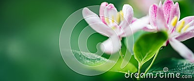 Macro of spring white pink flowers. Flowering time. Nature Springtime background, banner format Stock Photo