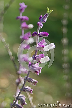 Macro strands of fuzzy purple Salvia flowers Stock Photo